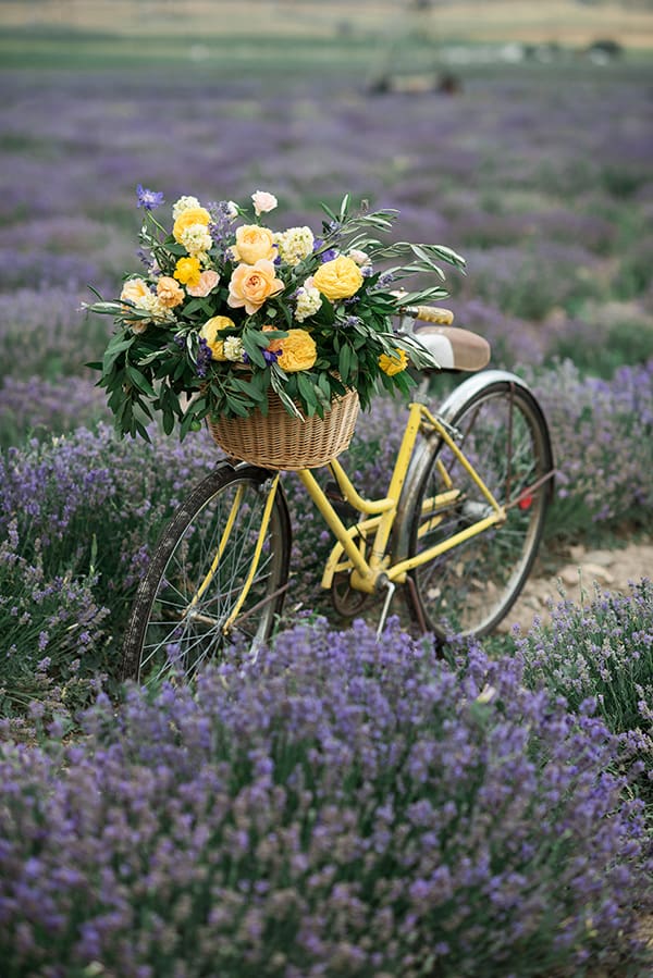 Lavender Fields Forever – Utah Valley Bride